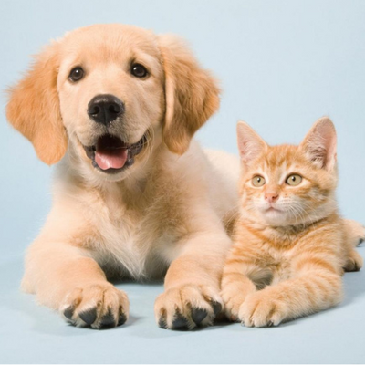 Animaux et compagnie