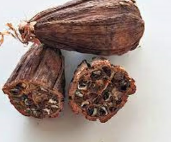 Mbongô Bakim - Maniguette gousse (Aframomum Citratum) 25g